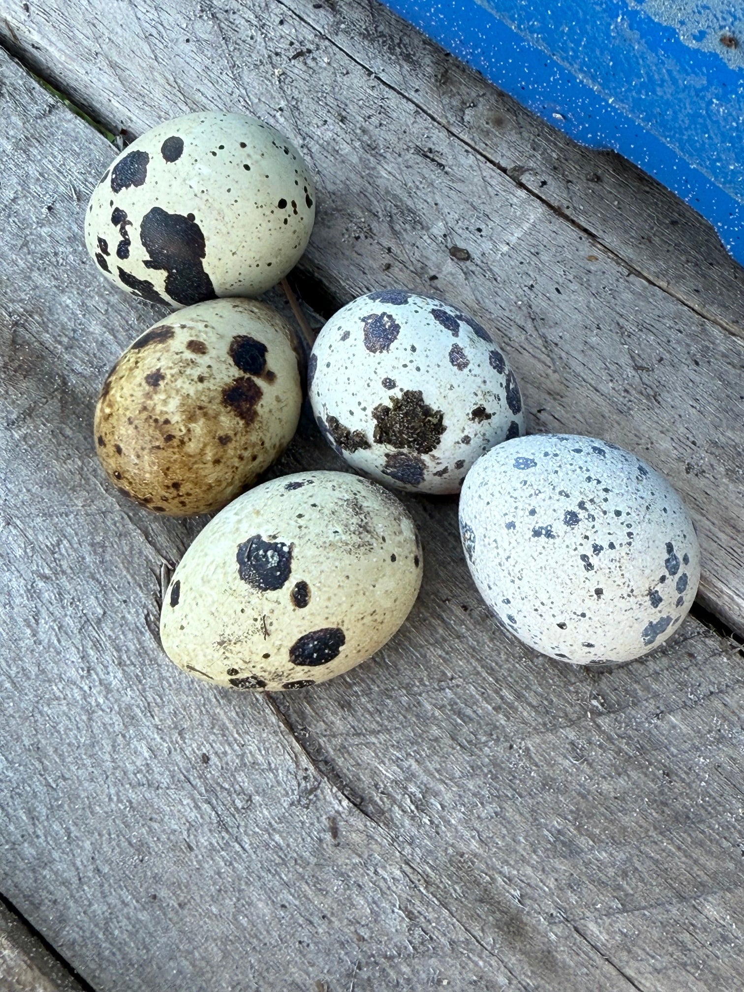 Farm Fresh Eggs