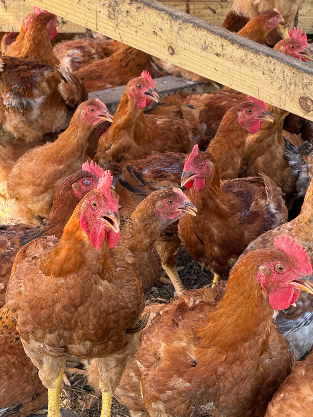 Pasture-Raised  Chicken