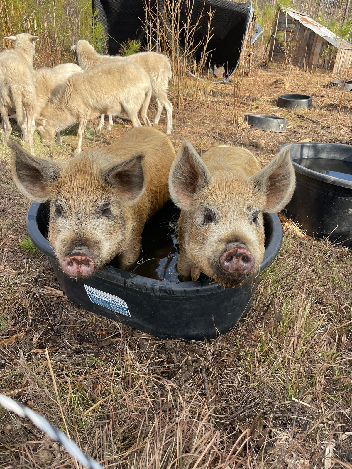 Pasture-Raised Pork