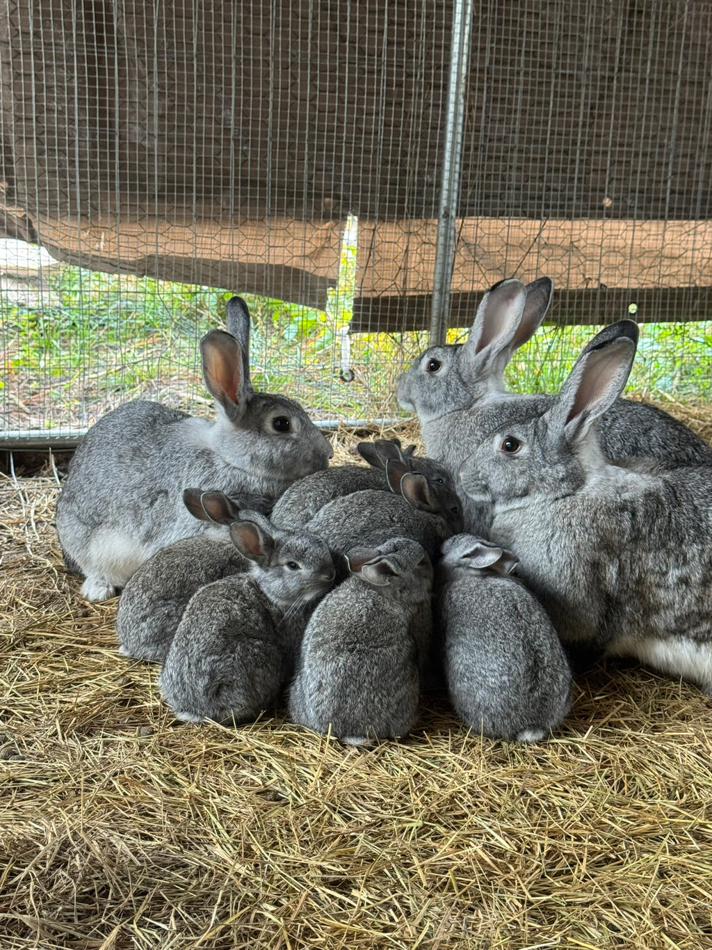 Pasture-Raised Rabbit