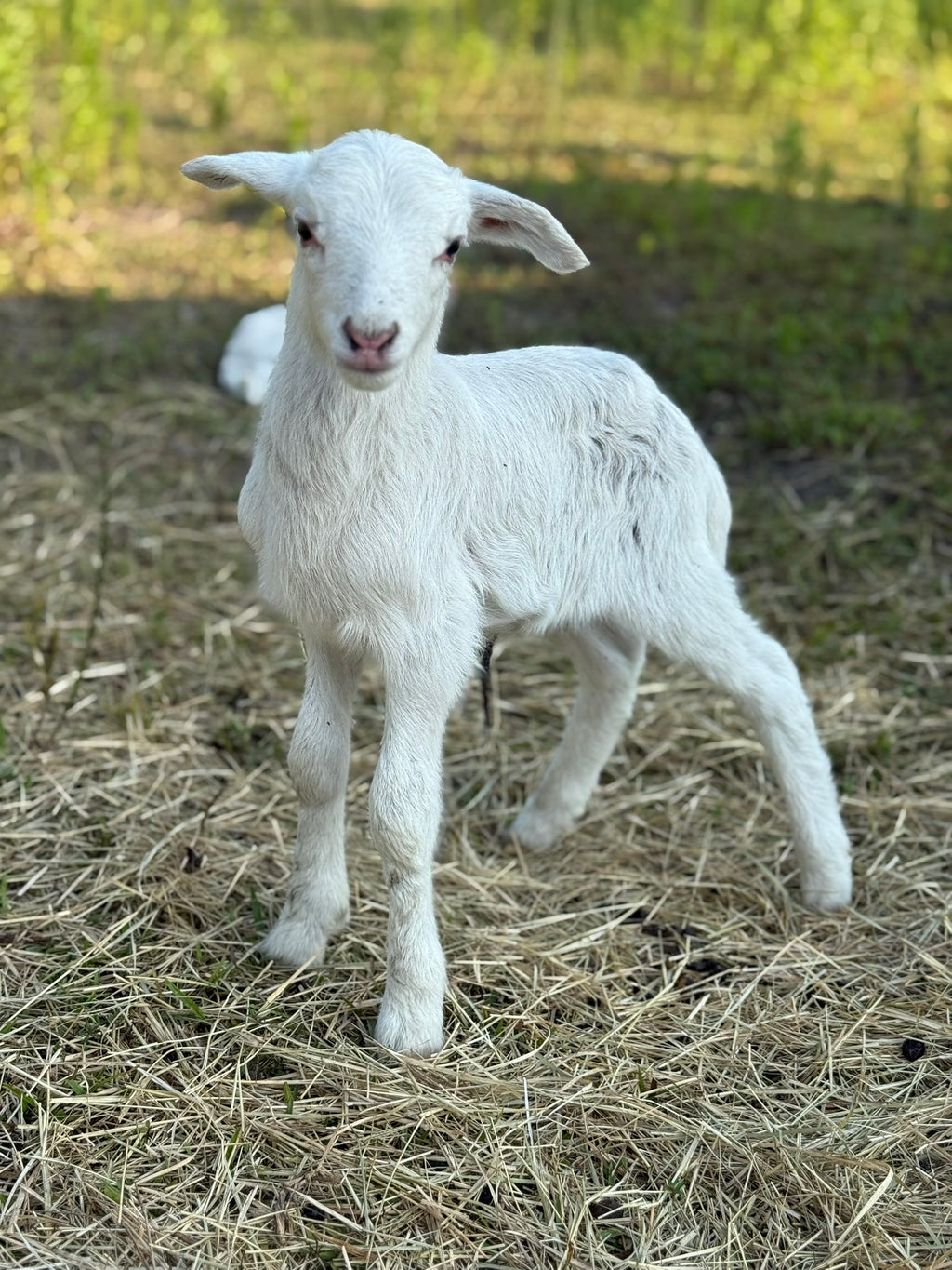 Pasture-Raised Lamb