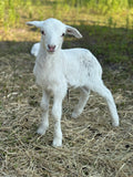 Pasture-Raised Lamb