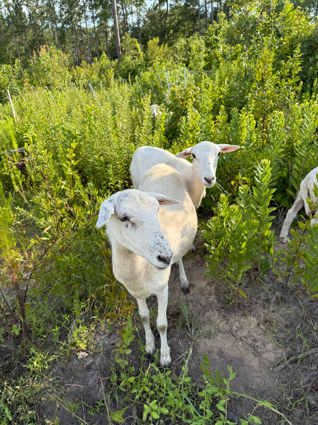 Pasture-Raised Lamb