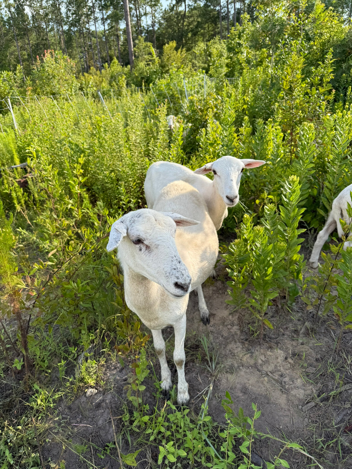 Pasture-Raised Lamb