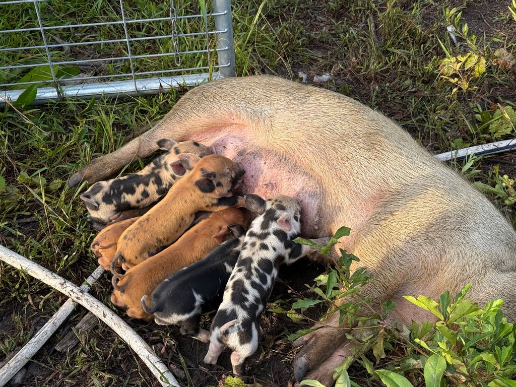 Pasture-Raised Pork