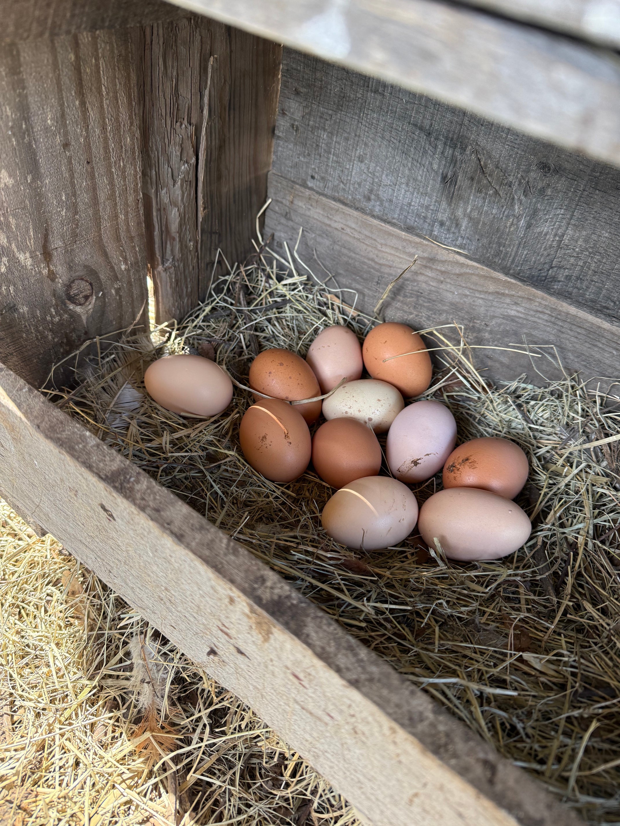 Farm Fresh Chicken Eggs