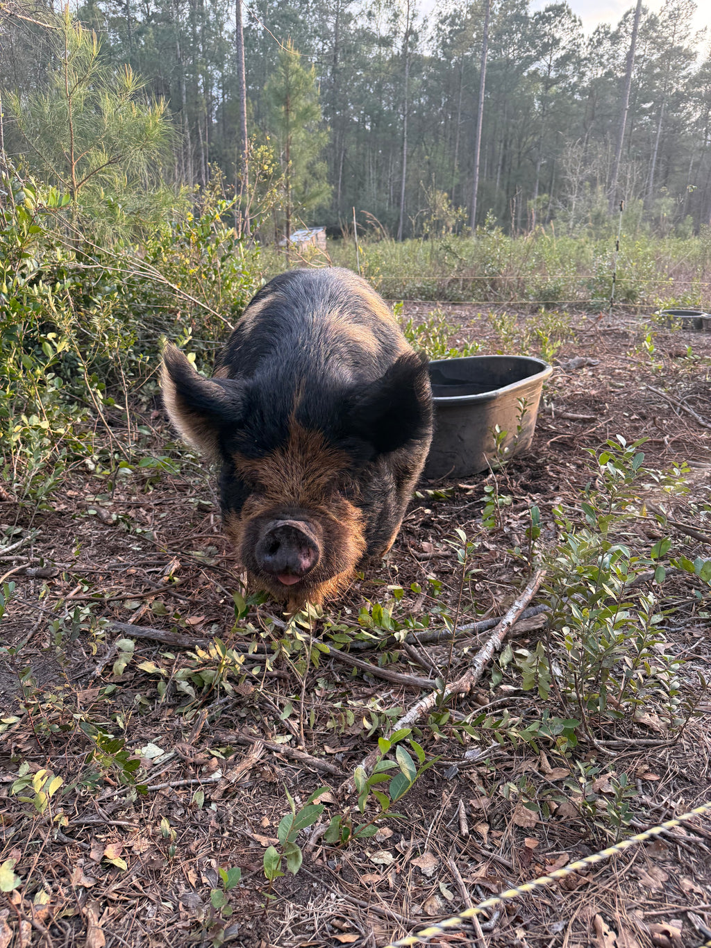 Pasture-Raised Pork