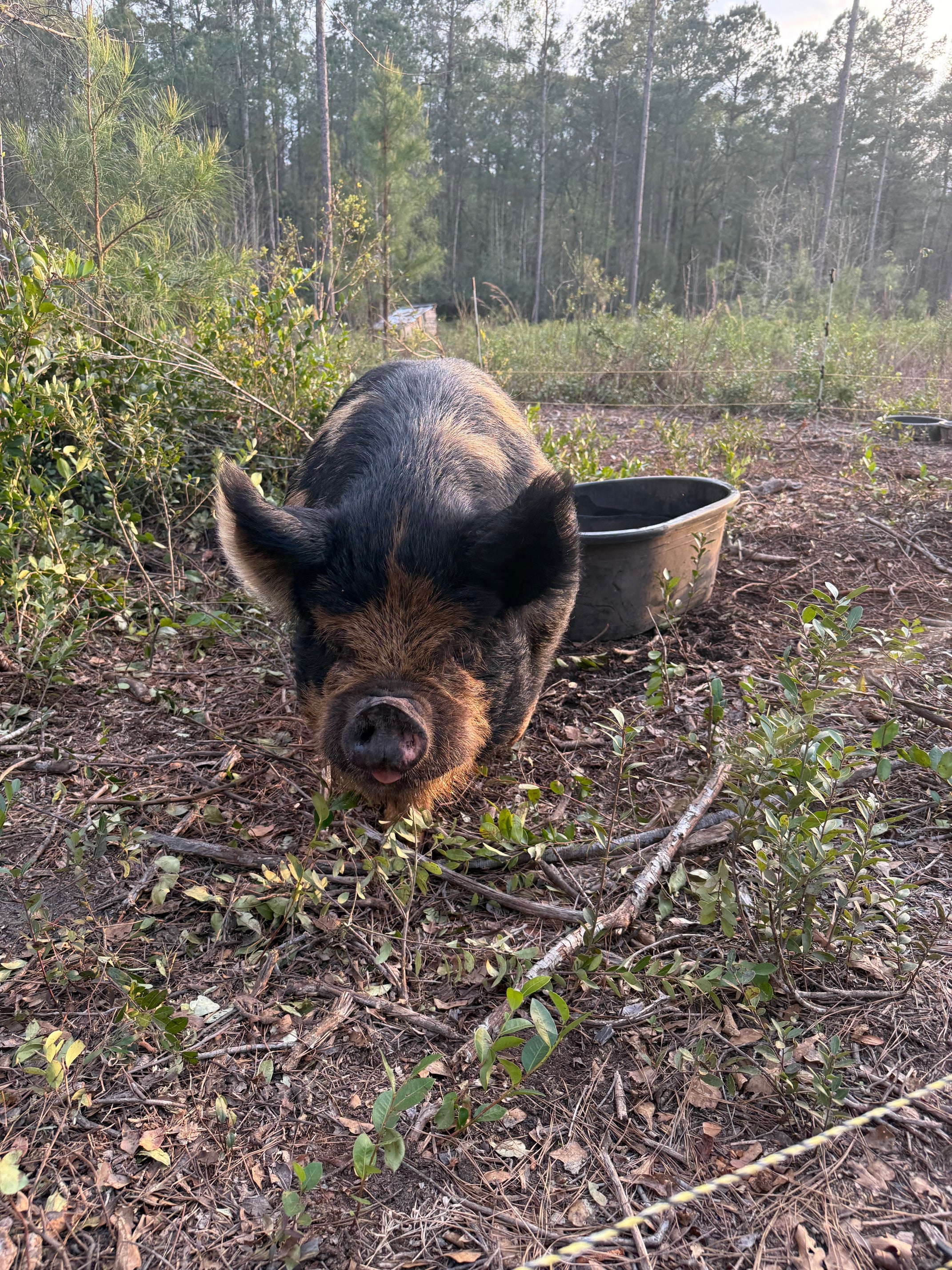 Pasture-Raised Pork