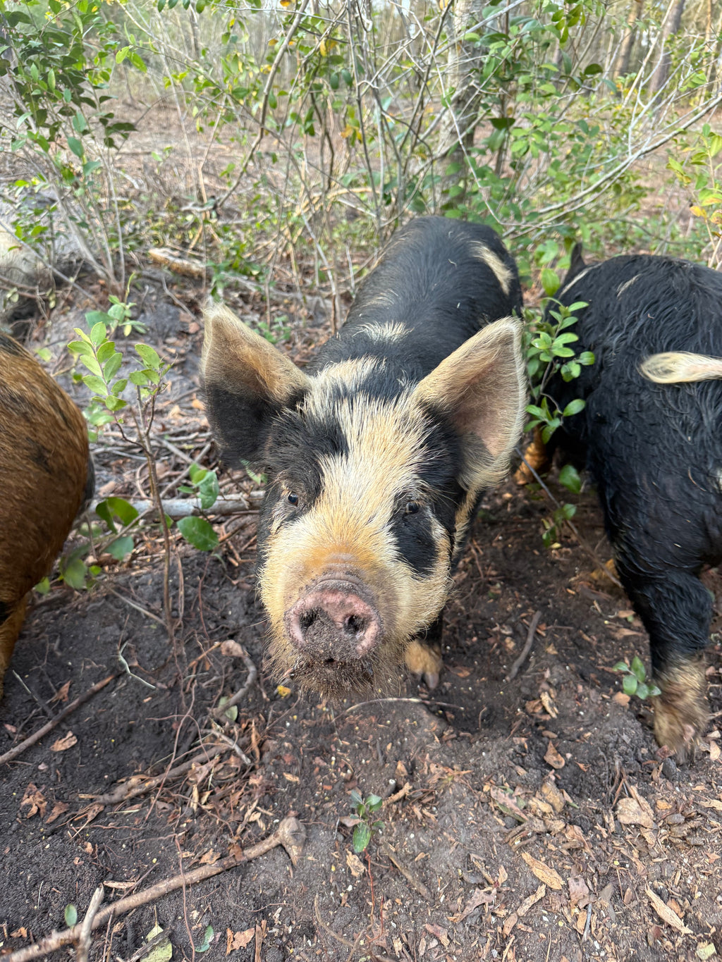 Pasture-Raised Pork