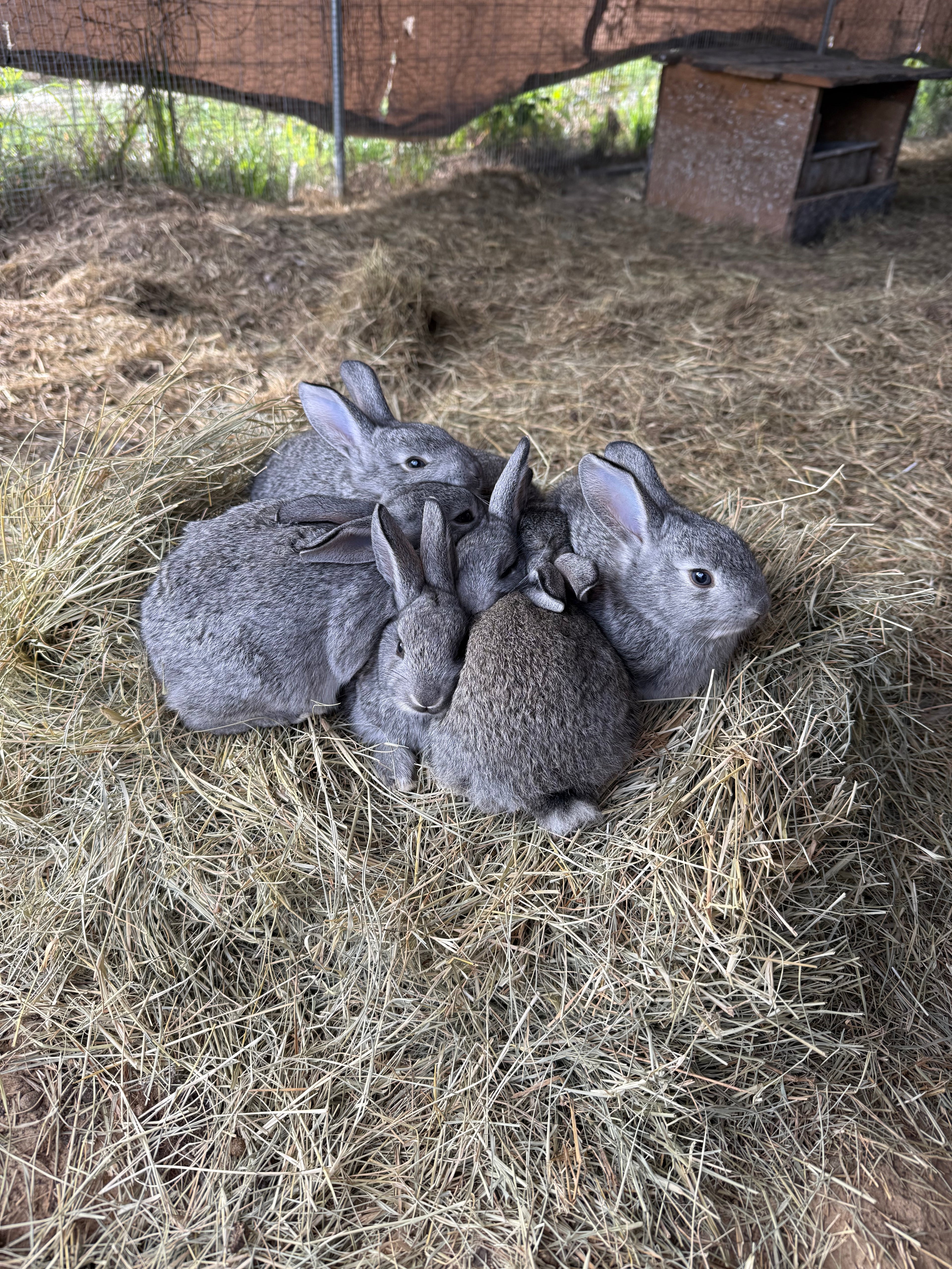 Pasture-Raised Rabbit