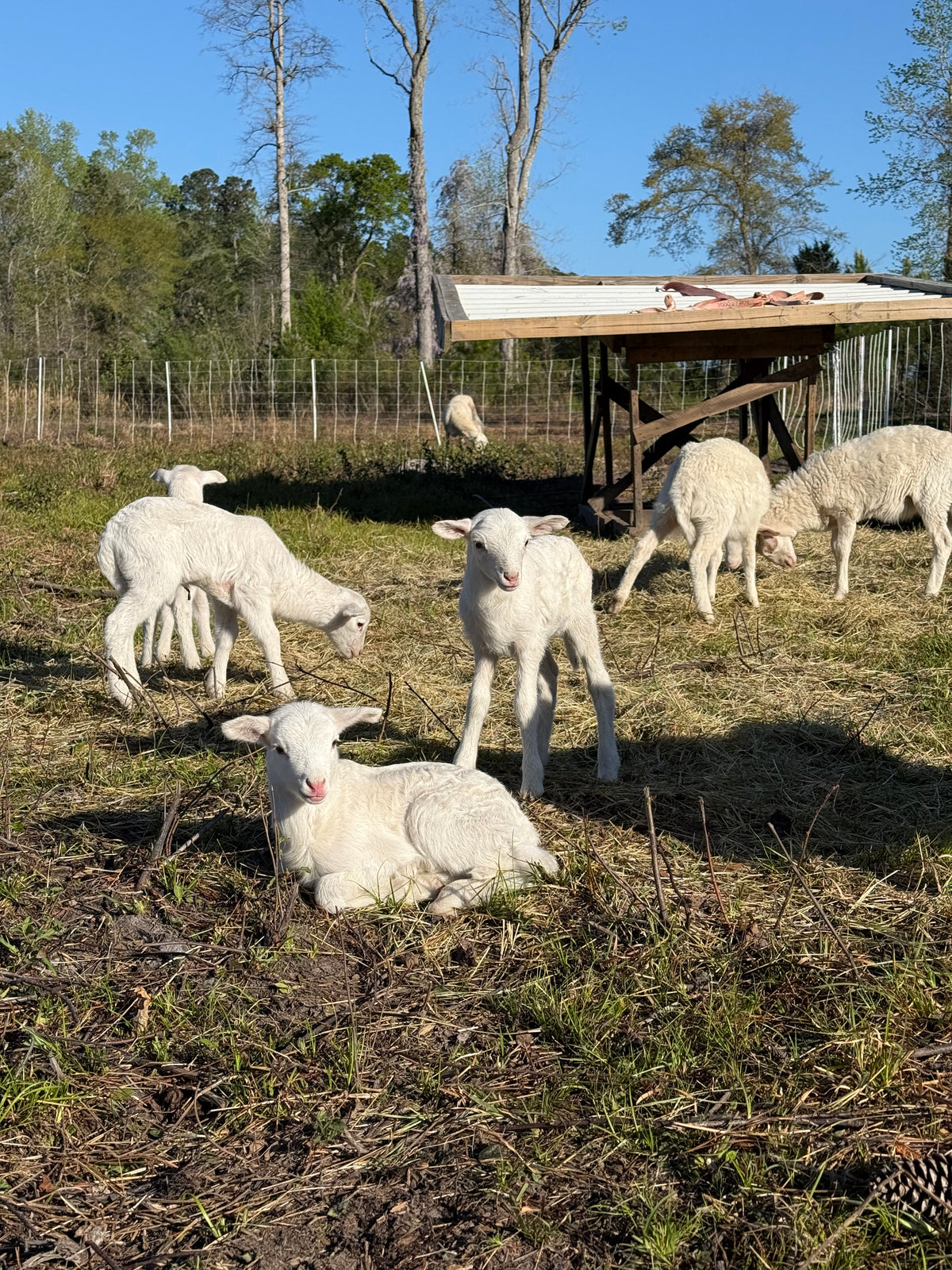 Pasture-Raised Lamb