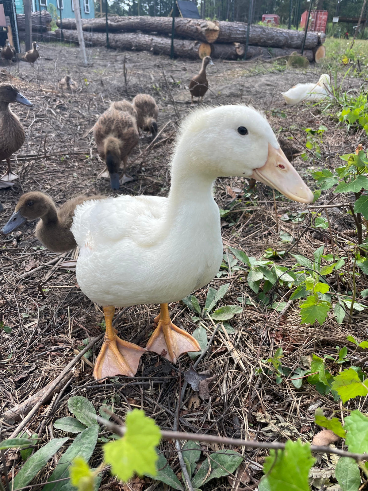 Pasture-Raised Duck