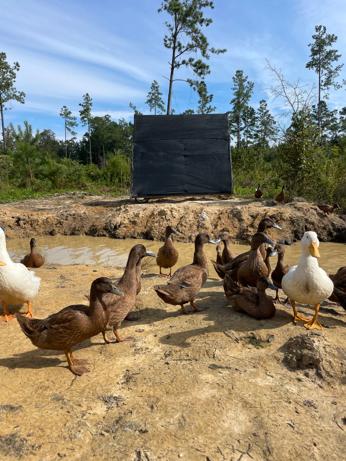 Pasture-Raised Duck