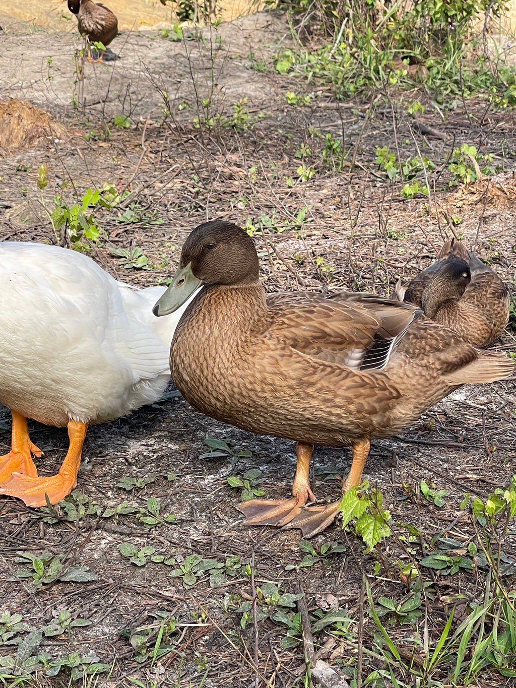 Pasture-Raised Duck