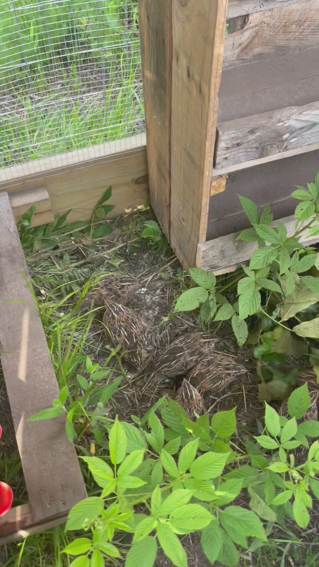 Pasture-Raised  Quail